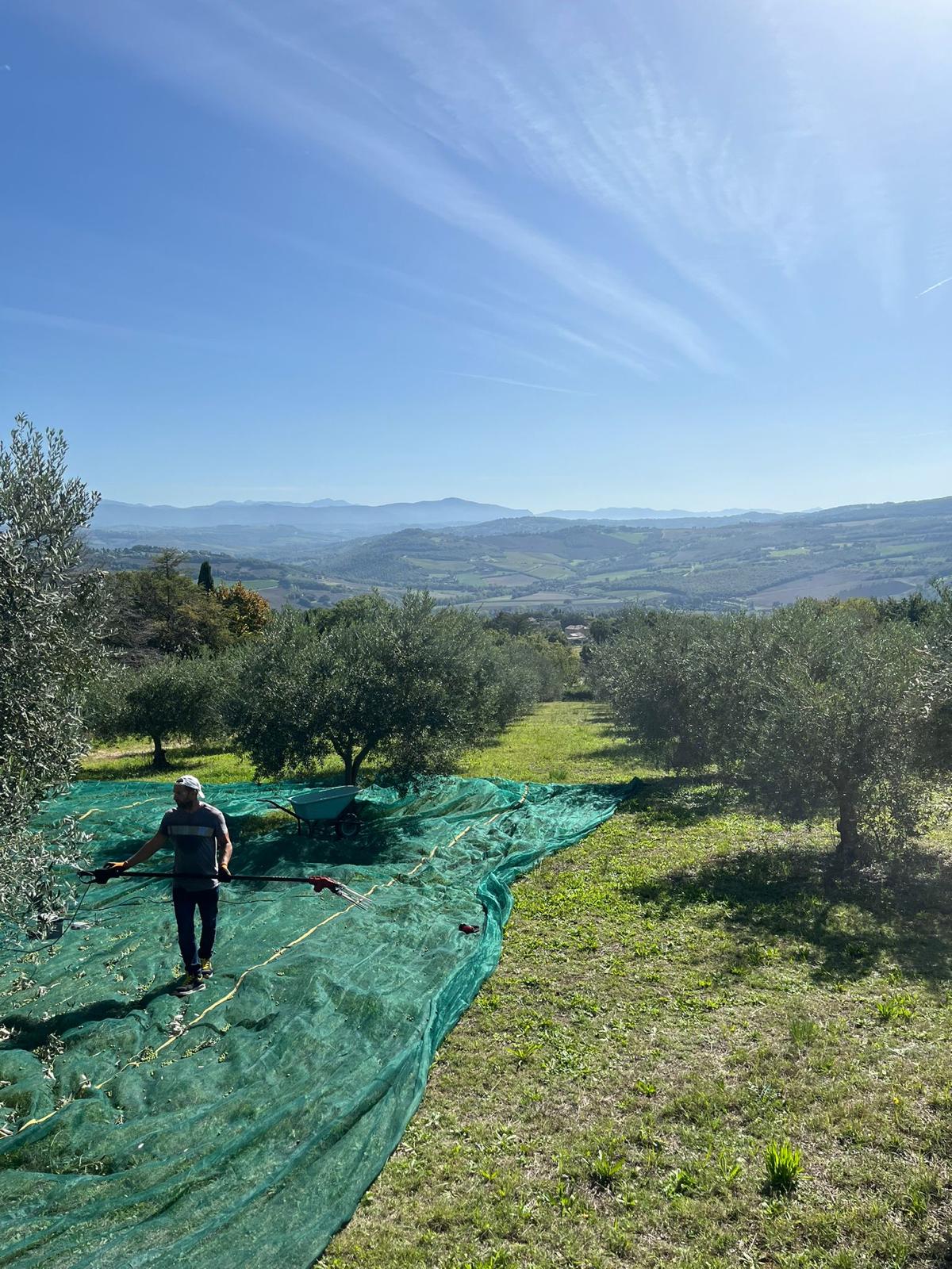 Sant'Angelus Olive Harvest 2024