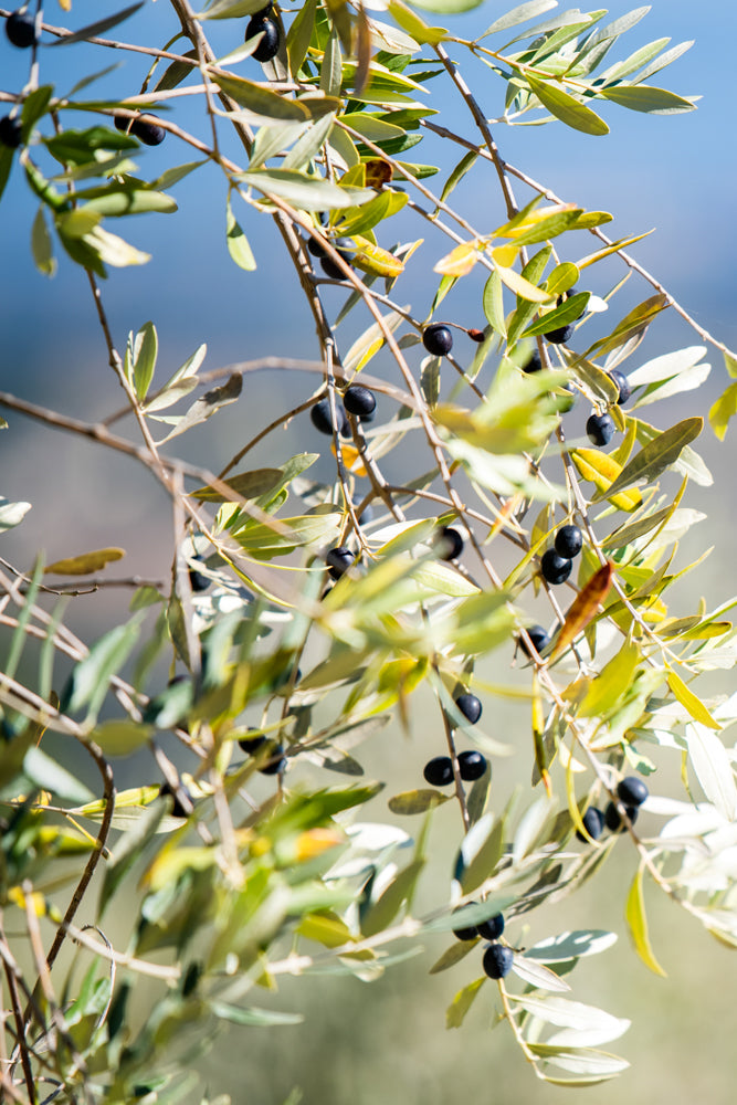 Olive Oil 500ML
