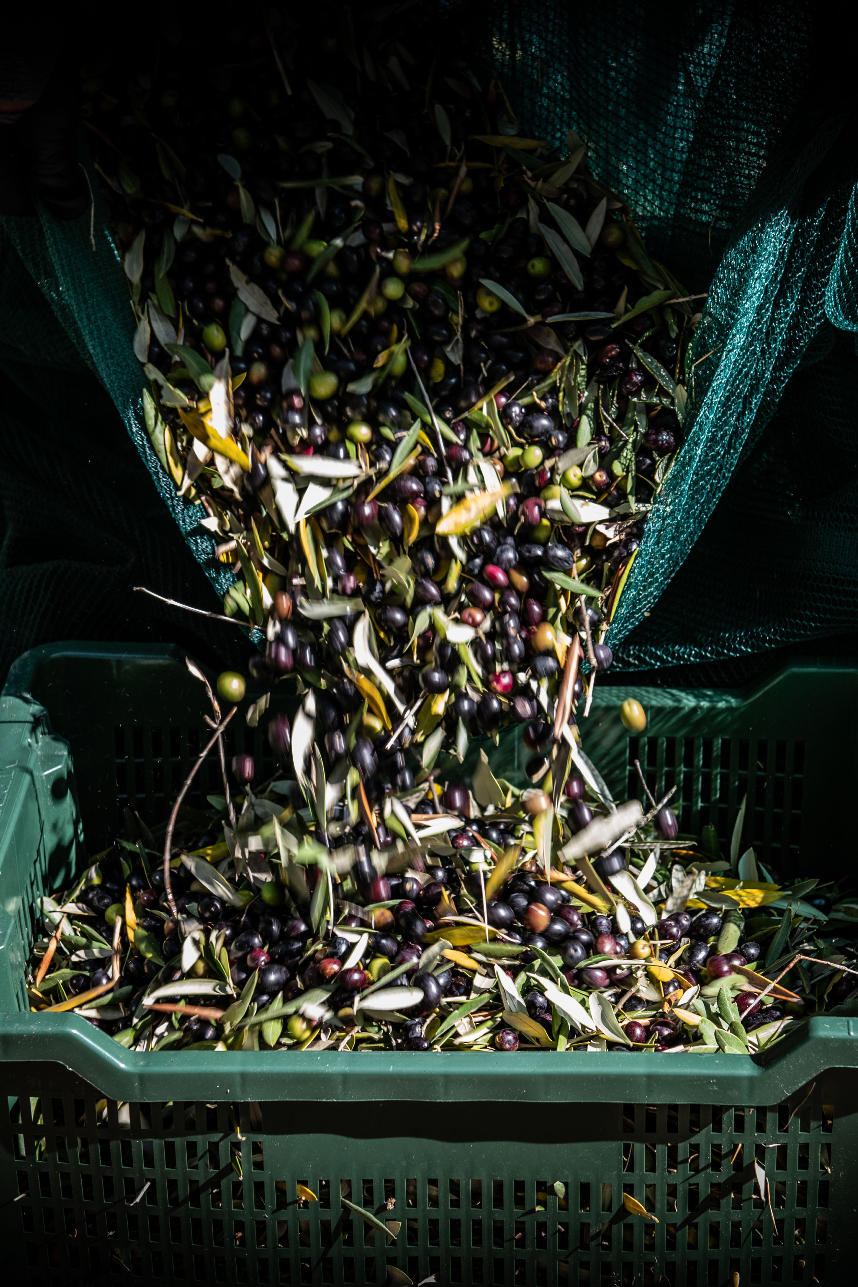 Olive Oil 500ML